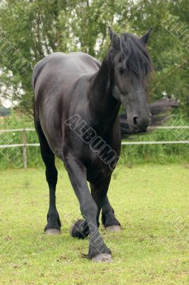 Horse bowing