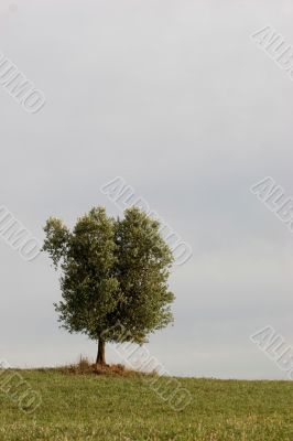 Lone olive tree