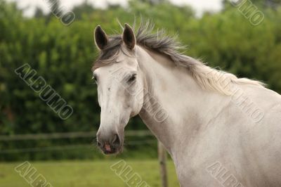 Horsehead