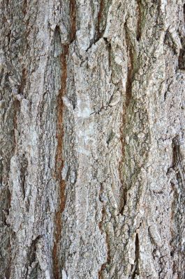 wood texture