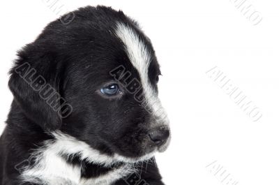 adorable small dog
