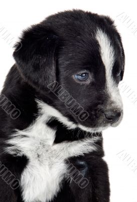 adorable small dog