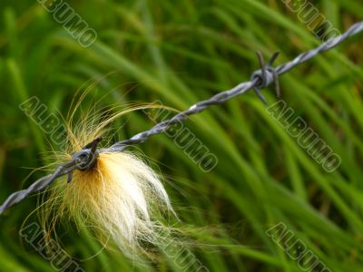 barbed wire