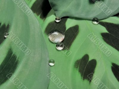 Drops on leaves