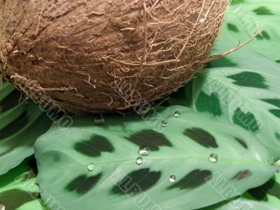 Coconut on leaves