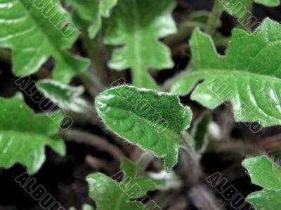 Green leaves