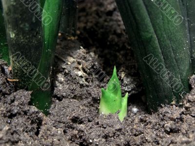 Green braird