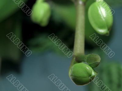 Orchid buds
