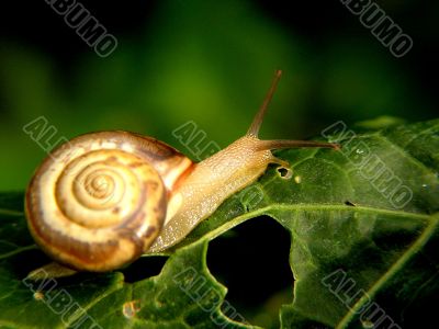 Snail