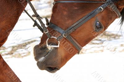 Head of a race horse