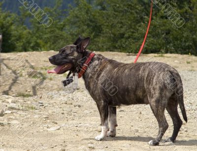 Brown dog