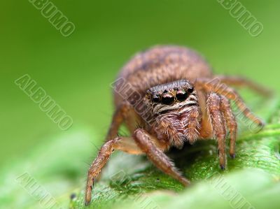 Jumping spider
