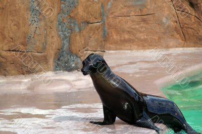 Eared seal