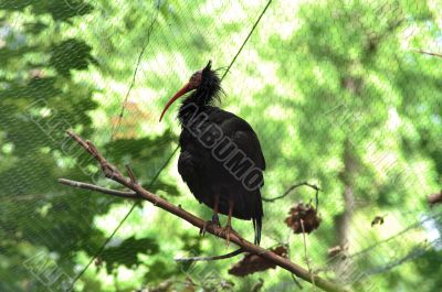 Black bird