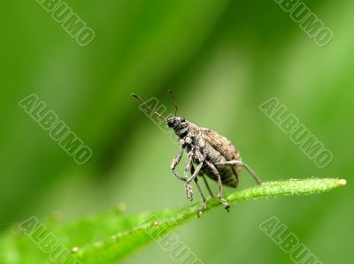 Beetle