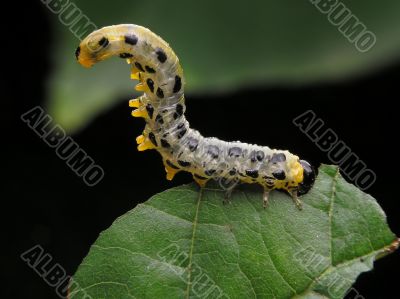 Bent catepillar