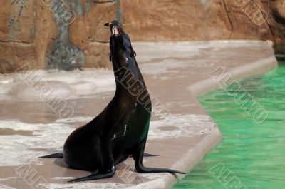 Eared seal