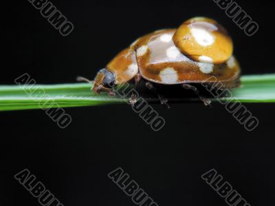 Brown Ladybird bug on a grass