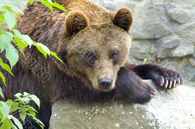 Brown bear