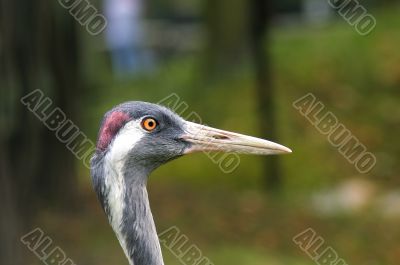 Portrait of crane close-up