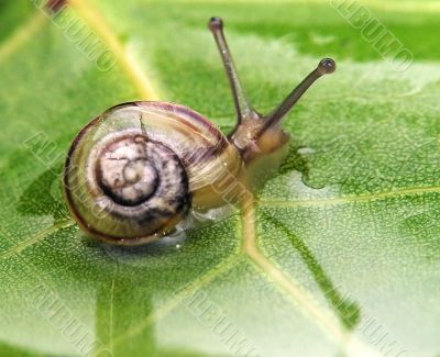 Snail