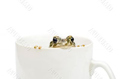 Green toad