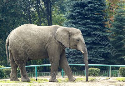 Elephant