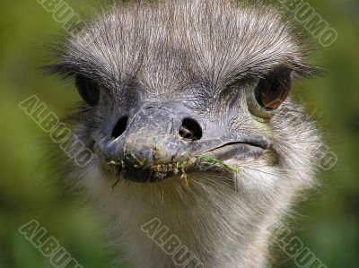 Ostrich