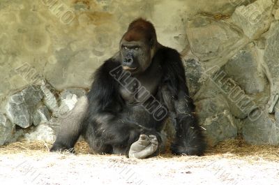 Gorilla