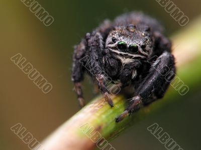 Jumping spider