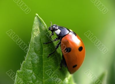  Ladybird bug on a leaf with green background