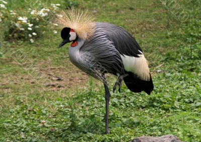 African crowned crane
