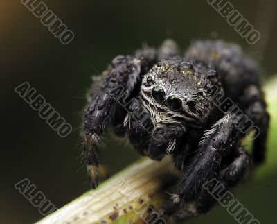 Jumping spider