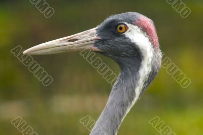 Portrait of crane close-up