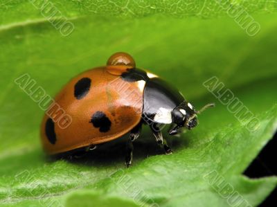 Lady-bug with drop water