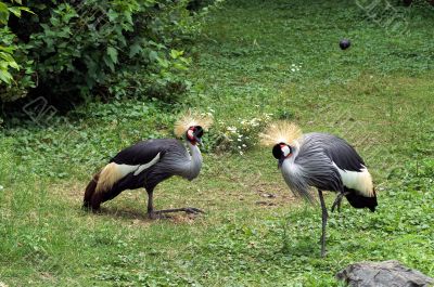 African crowned crane