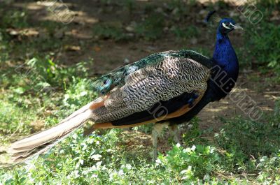 Peacock