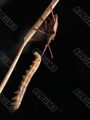 Bug and caterpillar