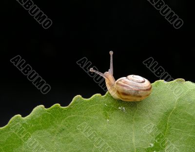 Snail