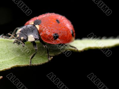 Wet lady bug