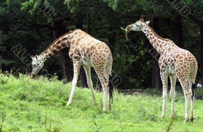 Giraffe
