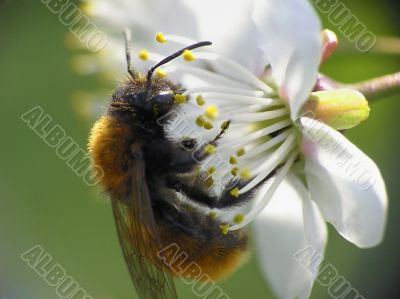 Bee on flower