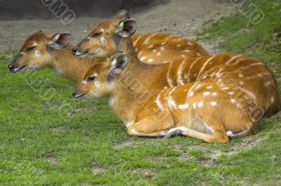 Antelopes
