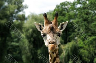 Giraffe