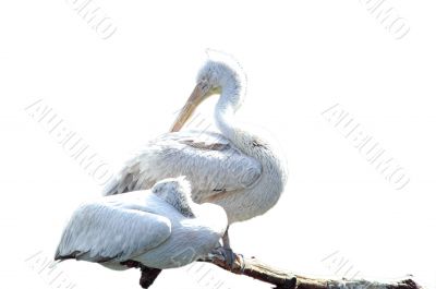 Pelicans isolated