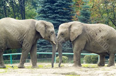 Elephants