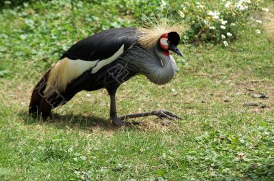 African crowned crane