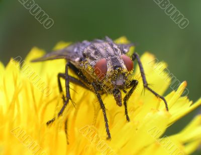 Fly