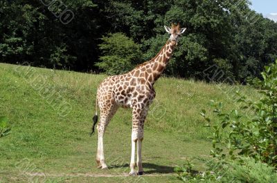 Giraffe