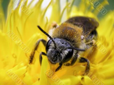 Bee on flower